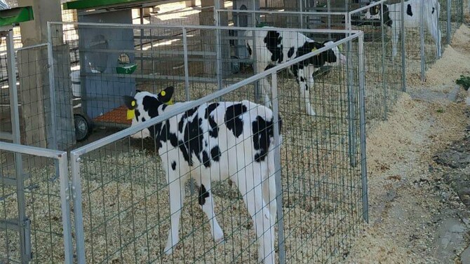 Com apoio da Cargill e piloto na Fazenda Colorado, Systech Feeder ...